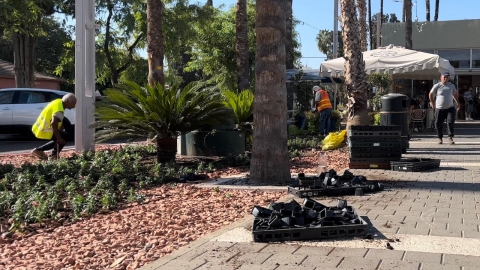מבצע שתילות בשדרה המרכזית בעפולה.jpg