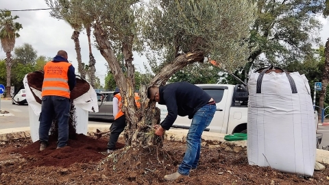 שתילת עצים.JPG