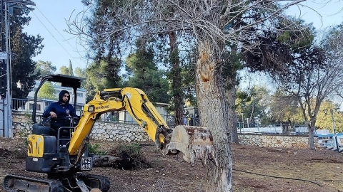 ניכוש עשבים.JPG